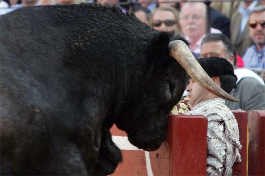 TORO VOLADOR